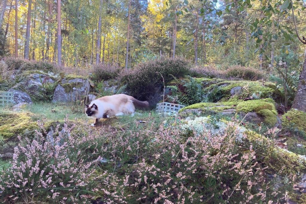 Cabin In The Woods, Close To Lake Maelaren Эскильстуна Экстерьер фото